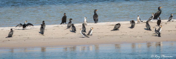 Great, Little Pied and Little Black Cormorants mixed flock on a sand bar at Gippsland Lakes
