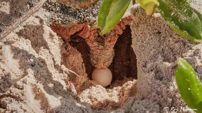 Hawksbill Turtle (Eretmochelys imbricata) egg laying on Mahé Islands Anse Bazarca beach in Seychelles