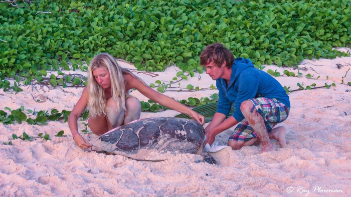 MCSS volunteers measuring Hawksbill Turtle at the east end of Anse Bazarca beach