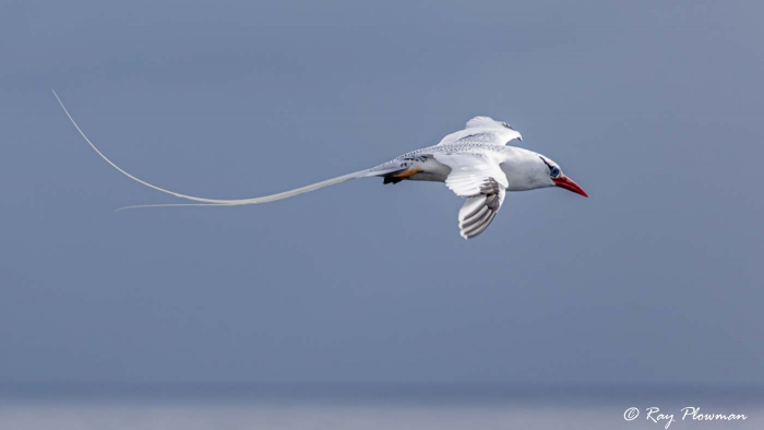 Red-billed Tropicbird flying at South Plaza in the Galapagos Islands