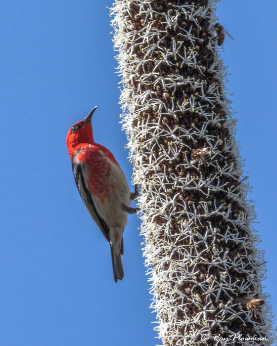 Scarlet Myzomela (Myzomela sanguinolenta) Male feeding with bees on grass-tree nectar at RBG in Cranbourne Scarlet Myzomela (Myzomela sanguinolenta) Male feeding with bees on grass-tree nectar at RBG in Cranbourne