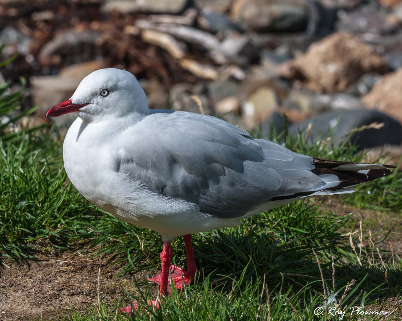Silver Gull [Red-billed] (Chroicocephalus hartlaubii scopulinus) at Pilots Beach on the Otago Peninsula