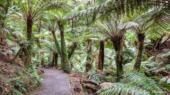 Soft Tree Ferns (Dicksonia antarctica) growing in the Tarra Valley Rainforest, Central Gippsland
