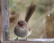 Superb Fairy-wren (Malurus cyaneus) female at the Boonoorong hide window, The Briars Wildlife Sanctuary Superb Fairy-wren (Malurus cyaneus) female at the Boonoorong hide window, The Briars Wildlife Sanctuary