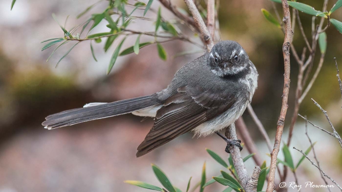 Grey Fantail (Rhipidura albiscapa) at Little Gravelly Beach Tack in Freycinet National Park