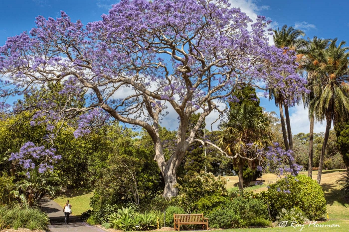 Jacaranda mimosifolia at Royal Botanic Gardens Sydney