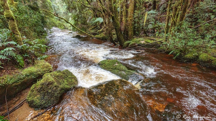 Nelson River at Wild Rivers National Park in Tasmania