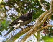 Pied Currawong (Strepera graculina) with stashed dead grey-headed flying fox at Royal Botanic Gardens Sydney Pied Currawong (Strepera graculina) with stashed dead grey-headed flying fox at Royal Botanic Gardens Sydney