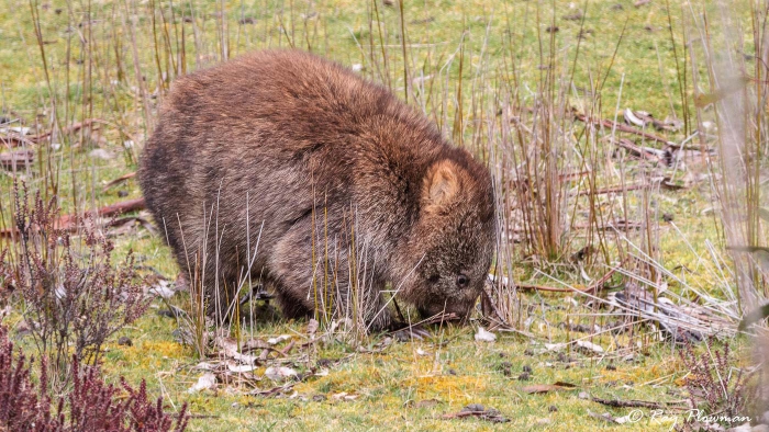 Wombat (Vombatus ursinus) grazing on scrubland at Weaning Paddock Creek, Cradle Mountain Road