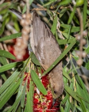 Brown Honeyeater (Lichmera indistincta) Immature feeding on bottle brush in Eungella National Park in Queensland Brown Honeyeater (Lichmera indistincta) Immature feeding on bottle brush in Eungella National Park in Queensland