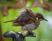 Lewin’s Honeyeater (Meliphaga lewinii mab) drying out after bathing at Cape Tribulation in Tropical Queensland Lewin’s Honeyeater (Meliphaga lewinii mab) drying out after bathing at Cape Tribulation in Tropical Queensland
