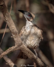 Little Friarbird (Philemon citreogularis sordidus) at East Point Reserve near Darwin in Australia’s Northern Territory Little Friarbird (Philemon citreogularis sordidus) at East Point Reserve near Darwin in Australia’s Northern Territory