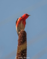 Scarlet Myzomela (Myzomela sanguinolenta) male perched on grass-tree at Royal Botanic Gardens in Cranbourne Scarlet Myzomela (Myzomela sanguinolenta) male perched on grass-tree at Royal Botanic Gardens in Cranbourne
