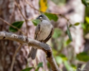 White-gaped Honeyeater (Stomiopera unicolor) at East Point Reserve near Darwin in Northern Territories White-gaped Honeyeater (Stomiopera unicolor) at East Point Reserve near Darwin in Northern Territories