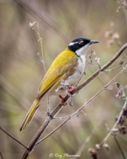 White-gaped Honeyeater (Stomiopera unicolor) at East Point Reserve near Darwin in Northern Territories White-gaped Honeyeater (Stomiopera unicolor) at East Point Reserve near Darwin in Northern Territories