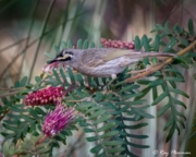 Yellow-faced Honeyeater (Caligavis chrysops) foraging at Booderee National Park in Jervis Bay Territory Yellow-faced Honeyeater (Caligavis chrysops) foraging at Booderee National Park in Jervis Bay Territory