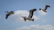 Australian Pelican (Pelecanus conspicillatus) trio lying at Lake Albert / Yarli in Meninge, South Australia Australian Pelican (Pelecanus conspicillatus) trio lying at Lake Albert / Yarli in Meninge, South Australia