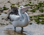 Australian Pelican (Pelecanus conspicillatus) probably gulping down bill full of water at Cairns mudflats Australian Pelican (Pelecanus conspicillatus) probably gulping down bill full of water at Cairns mudflats