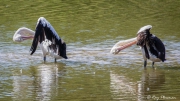 Australian Pelican (Pelecanus conspicillatus) synchronised preening at Cattana Wetlands in tropical Queensland Australian Pelican (Pelecanus conspicillatus) synchronised preening at Cattana Wetlands in tropical Queensland