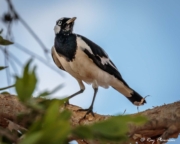 Magpie-lark (Grallina cyanoleuca neglecta) male perched at Fogg Dam Conservation Reserve in the Northern Territories Magpie-lark (Grallina cyanoleuca neglecta) male perched at Fogg Dam Conservation Reserve in the Northern Territories