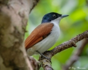 Shining Flycatcher (Myiagra alecto wardelli) female in a mangrove swamp at Cape Tribulation 's Marrdja Boardwalk Shining Flycatcher (Myiagra alecto wardelli) female in a mangrove swamp at Cape Tribulation 's Marrdja Boardwalk
