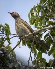 Australasian Figbird (Sphecotheres vieilloti) Immature perched at Marian in the Mackay Region of Queensland Australasian Figbird (Sphecotheres vieilloti) Immature perched at Marian in the Mackay Region of Queensland