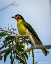 Australasian Figbird (Sphecotheres vieilloti flaviventris) Male at Cattana Wetlands in tropical Queensland Australasian Figbird (Sphecotheres vieilloti flaviventris) Male at Cattana Wetlands in tropical Queensland