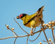 Australasian Figbird (Sphecotheres vieilloti ashbyi) Male feeding at East Point Reserve near Darwin in Northern Territories Australasian Figbird (Sphecotheres vieilloti ashbyi) Male feeding at East Point Reserve near Darwin in Northern Territories