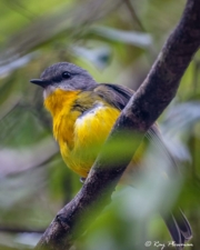 Eastern Yellow Robin (Eopsaltria australis chrysorrhos) perched at Broken River in Eungella National Park in Queensland Eastern Yellow Robin (Eopsaltria australis chrysorrhos) perched at Broken River in Eungella National Park in Queensland