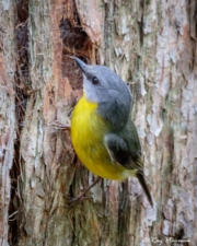 Eastern Yellow Robin (Eopsaltria australis) perched at Booderee National Park in Jervis Bay Territory Eastern Yellow Robin (Eopsaltria australis) perched at Booderee National Park in Jervis Bay Territory