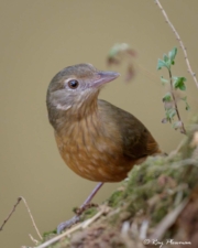 Little Shrikethrush (Colluricincla megarhyncha griseata) at Peterson Creek in Yungaburra, Atherton Tablelands Little Shrikethrush (Colluricincla megarhyncha griseata) at Peterson Creek in Yungaburra, Atherton Tablelands