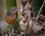 Little Shrikethrush (Colluricincla megarhyncha griseata) on the ground at Peterson Creek in Yungaburra, Atherton Tablelands Little Shrikethrush (Colluricincla megarhyncha griseata) on the ground at Peterson Creek in Yungaburra, Atherton Tablelands