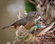 Little Shrikethrush (Colluricincla megarhyncha griseata) hunting on the ground at Peterson Creek in Yungaburra, Atherton Tablelands Little Shrikethrush (Colluricincla megarhyncha griseata) hunting on the ground at Peterson Creek in Yungaburra, Atherton Tablelands