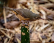 Little Shrikethrush (Colluricincla megarhyncha griseata) hunting from perch at Peterson Creek in Yungaburra, Atherton Tablelands Little Shrikethrush (Colluricincla megarhyncha griseata) hunting from perch at Peterson Creek in Yungaburra, Atherton Tablelands
