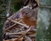 Little Shrikethrush (Colluricincla megarhyncha griseata) captured spider at Peterson Creek in Yungaburra, Atherton Tablelands Little Shrikethrush (Colluricincla megarhyncha griseata) captured spider at Peterson Creek in Yungaburra, Atherton Tablelands