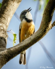 Rufous Whistler (Pachycephala rufiventris pallida) Male at Peterson Creek in Yungaburra, Atherton Tablelands Rufous Whistler (Pachycephala rufiventris pallida) Male at Peterson Creek in Yungaburra, Atherton Tablelands