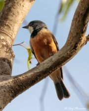Rufous Whistler (Pachycephala rufiventris pallida) Male at Peterson Creek in Yungaburra, Atherton Tablelands Rufous Whistler (Pachycephala rufiventris pallida) Male at Peterson Creek in Yungaburra, Atherton Tablelands