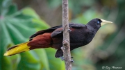 Crested Oropendola (Psarocolius decumanus insularis) perched at Asa Wright Nature Reserve in Trinidad Crested Oropendola (Psarocolius decumanus insularis) perched at Asa Wright Nature Reserve in Trinidad
