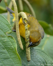 Violaceous Euphonia (Euphonia violacea rodwayi) Female feeding at Asa Wright Nature Centre in Trinidad Violaceous Euphonia (Euphonia violacea rodwayi) Female feeding at Asa Wright Nature Centre in Trinidad