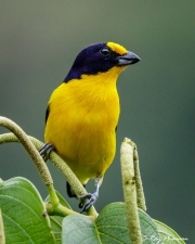 Violaceous Euphonia (Euphonia violacea rodwayi) Male perched at Asa Wright Nature Centre in Trinidad Violaceous Euphonia (Euphonia violacea rodwayi) Male perched at Asa Wright Nature Centre in Trinidad
