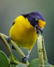 Violaceous Euphonia (Euphonia violacea rodwayi) Male feeding at Asa Wright Nature Centre in Trinidad Violaceous Euphonia (Euphonia violacea rodwayi) Male feeding at Asa Wright Nature Centre in Trinidad
