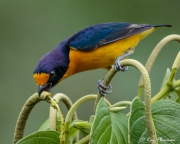 Violaceous Euphonia (Euphonia violacea rodwayi) Male feeding at Asa Wright Nature Centre in Trinidad Violaceous Euphonia (Euphonia violacea rodwayi) Male feeding at Asa Wright Nature Centre in Trinidad