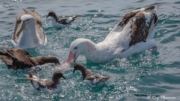 Gibson's and Salvin's Albatrosses, Cape and Westland Petrels feeding frenzy at Kaikoura Pelagic in New Zealand Gibson's and Salvin's Albatrosses, Cape and Westland Petrels feeding frenzy at Kaikoura Pelagic in New Zealand