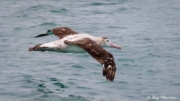 Antipodean Albatross (Diomedea antipodensis) juvenile flying over sea at Kaikoura Pelagic in New Zealand Antipodean Albatross (Diomedea antipodensis) juvenile flying over sea at Kaikoura Pelagic in New Zealand