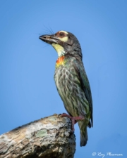 Coppersmith Barbet (Psilopogon haemacephalus indicus) perched in a tree at Singapore's Chinese Garden Coppersmith Barbet (Psilopogon haemacephalus indicus) perched in a tree at Singapore's Chinese Garden