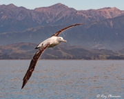 Gibson’s Antipodean Albatross (Diomedea antipodensis gibsoni) flying at Kaikoura Pelagic in New Zealand Gibson’s Antipodean Albatross (Diomedea antipodensis gibsoni) flying at Kaikoura Pelagic in New Zealand