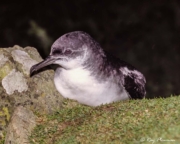 Manx Shearwater (Puffinus puffinus) perched on rock ready for take-off on Skomer Island in Pembrokeshire Manx Shearwater (Puffinus puffinus) perched on rock ready for take-off on Skomer Island in Pembrokeshire