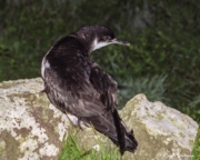 Manx Shearwater (Puffinus puffinus) perched on rock ready for take-off on Skomer Island in Pembrokeshire Manx Shearwater (Puffinus puffinus) perched on rock ready for take-off on Skomer Island in Pembrokeshire