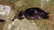 Manx Shearwater (Puffinus puffinus) perched on rock ready for take-off on Skomer Island in Pembrokeshire Manx Shearwater (Puffinus puffinus) perched on rock ready for take-off on Skomer Island in Pembrokeshire