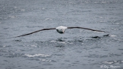 Northern Royal Albatross (Diomedea sanfordi) skimming the waves at Otago Peninsula Pelagic in New Zealand Northern Royal Albatross (Diomedea sanfordi) skimming the waves at Otago Peninsula Pelagic in New Zealand